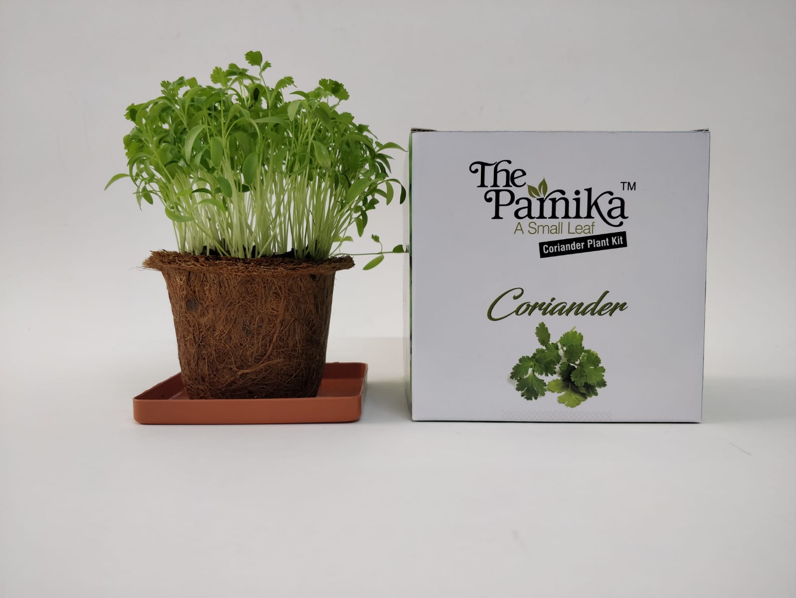 The Parnika DIY Plantation Kit - Coriander Plant