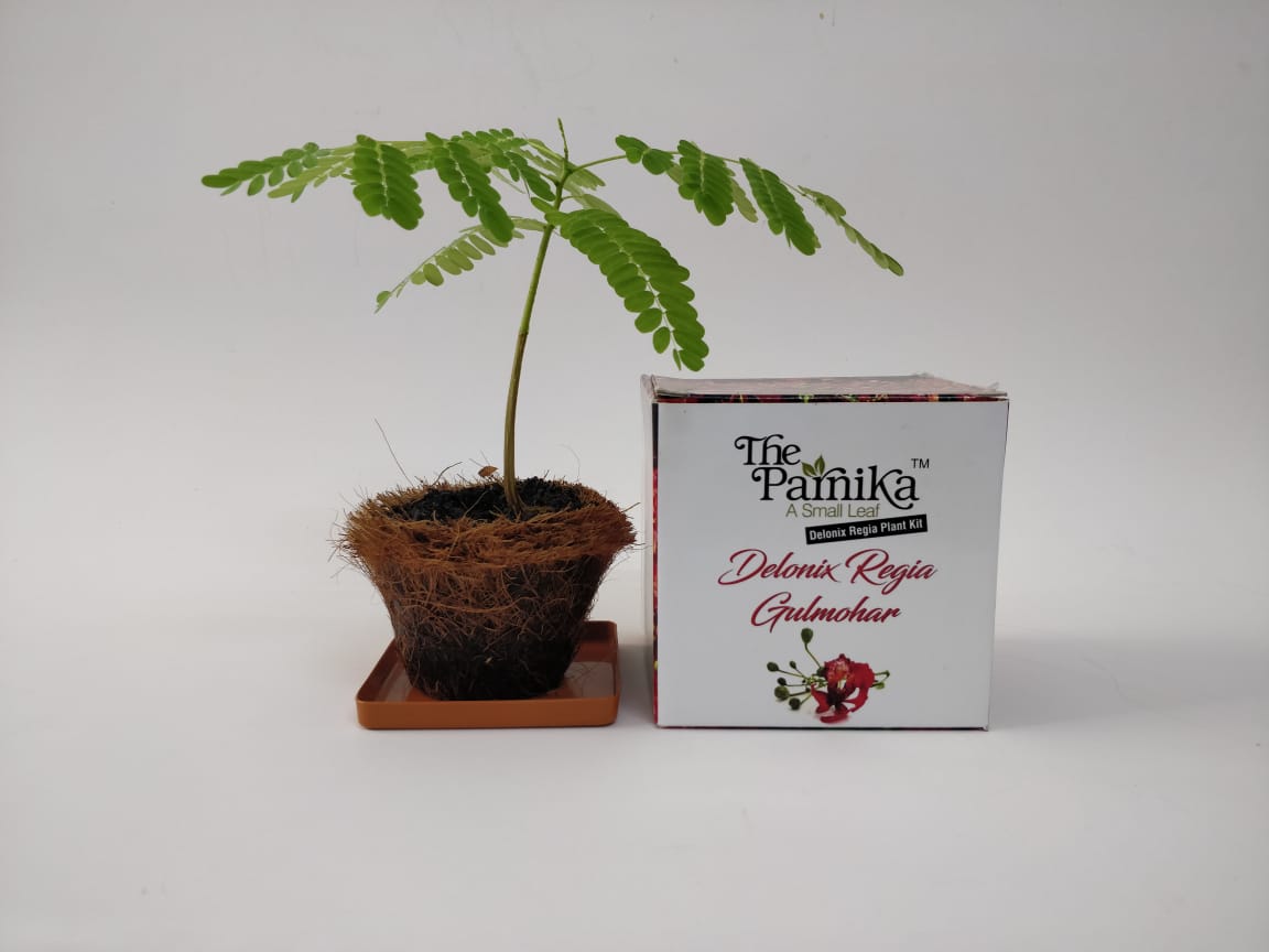 The Parnika DIY Plantation Kit - Gulmohar