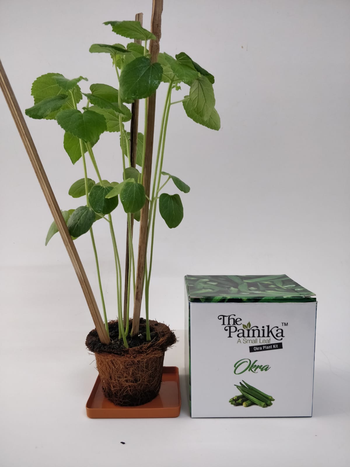The Parnika DIY Plantation Kit - Okra