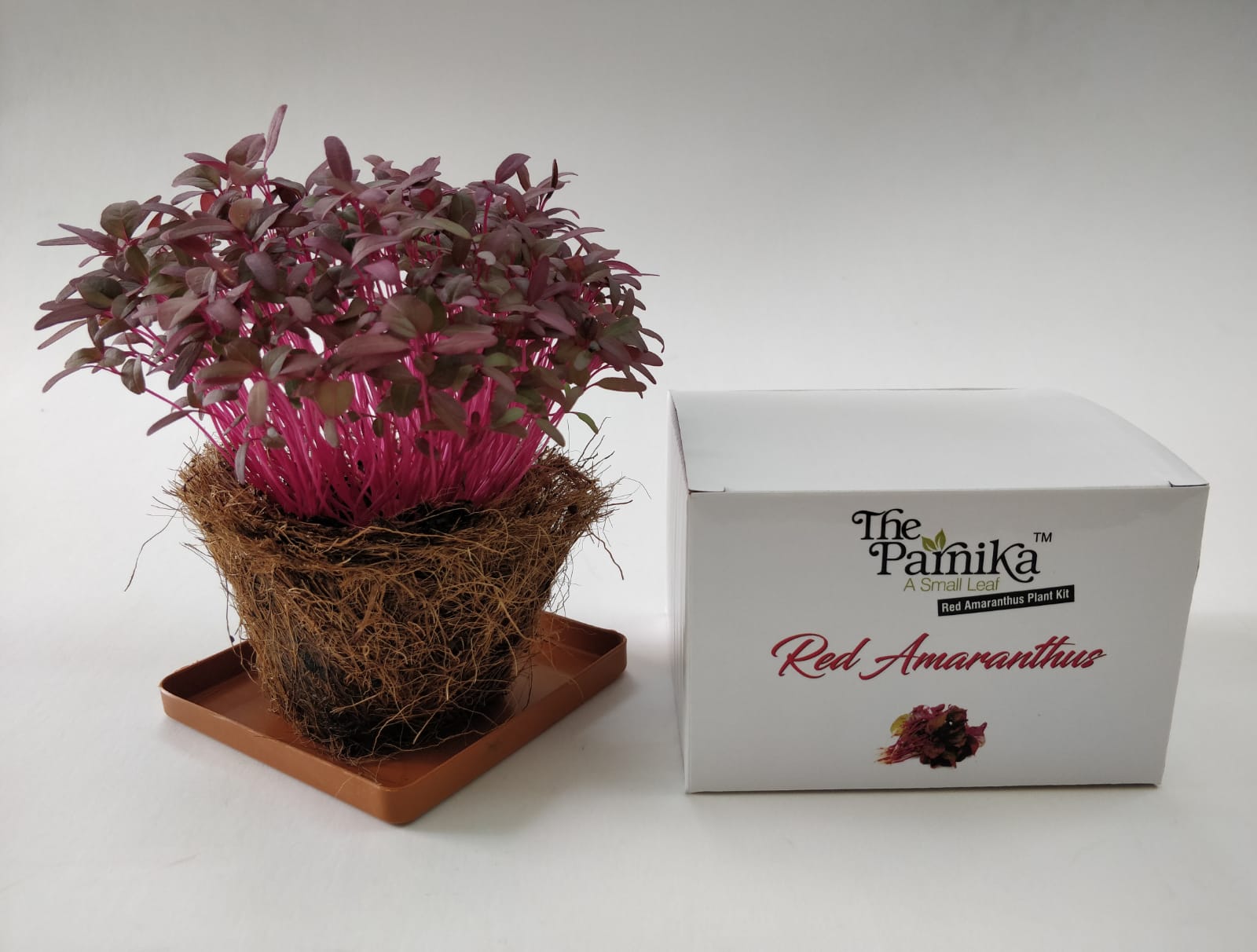 The Parnika DIY Plantation Kit - Red Amaranthus