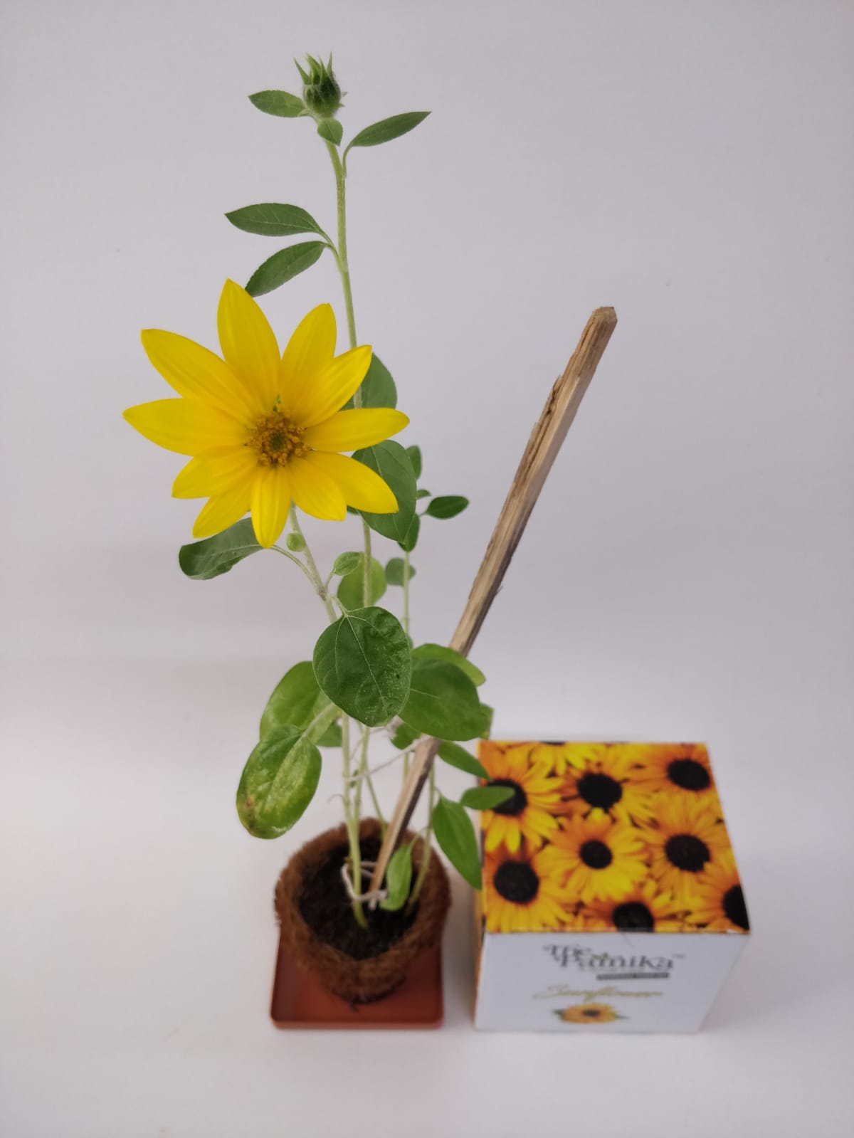 The Parnika DIY Plantation Kit - Sun Flower