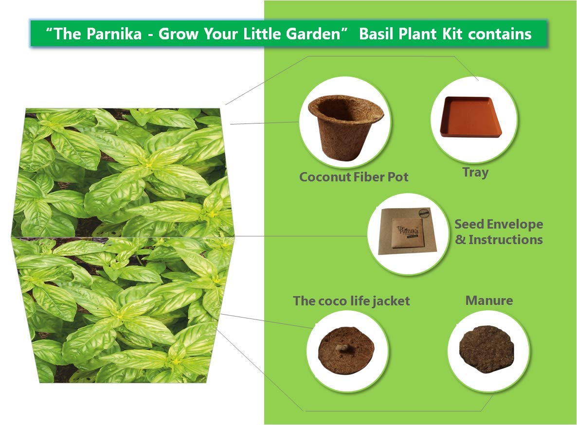 The Parnika DIY Plantation Kit - Basil Plant