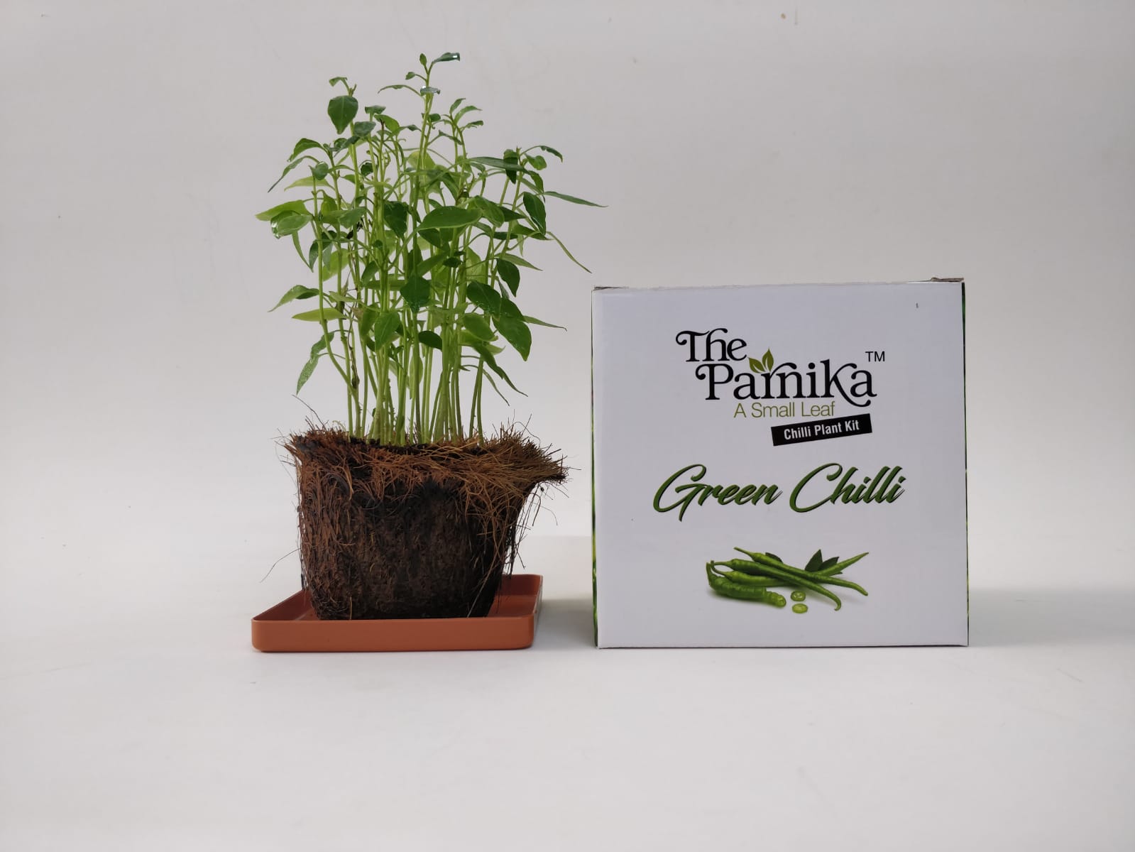 The Parnika DIY Plantation Kit - Green Chilli